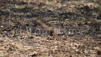 红松鼠或欧亚红松鼠/小松鼠/在松鸡的枯叶中寻找食物